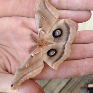 Meet your Posher, Tracy